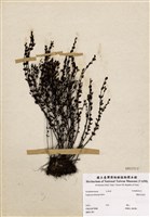 藏品(雙脈碎雪草)的圖片